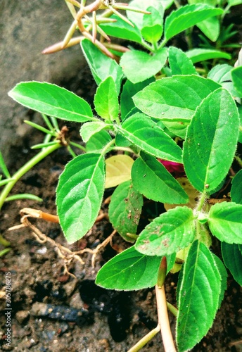 Wallpaper Mural green plant in the garden Torontodigital.ca