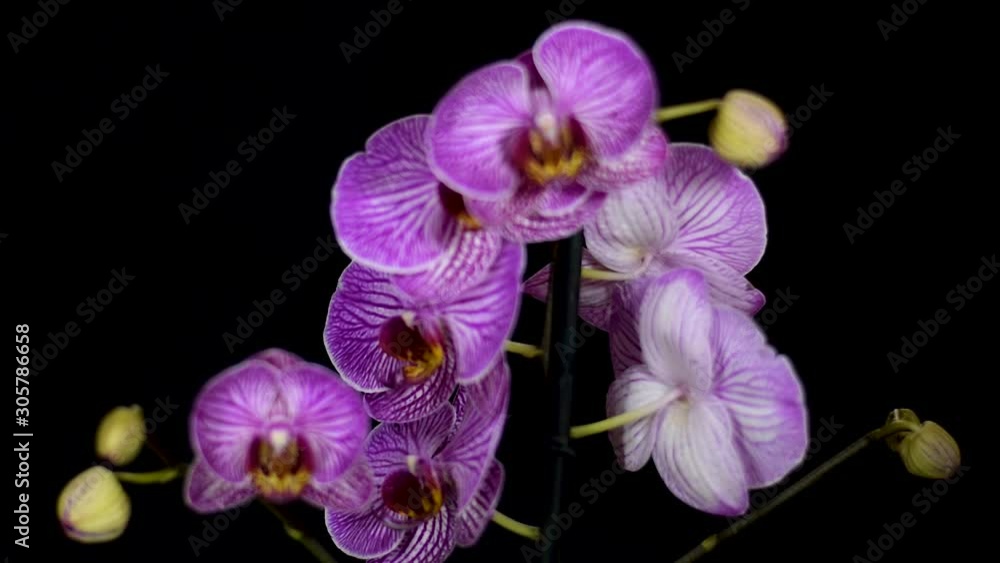 Rack focus moving focus on Beautiful Purple orchid flower (Imperial orchid, orchis mascula) on black background Rack focus moving focus on Beautiful Purple orchid flower (Imperial orchid, orchis mascula) on black background