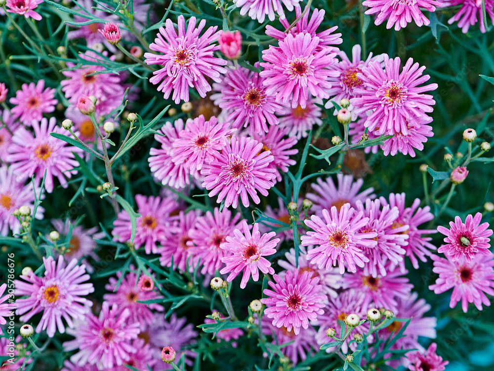 bright blooming meadow of autumn flowers bright blooming meadow of autumn flowers