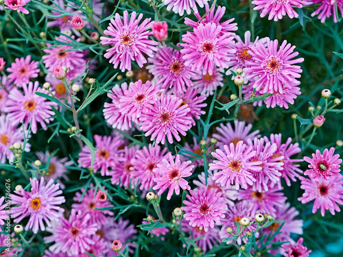 bright blooming meadow of autumn flowers