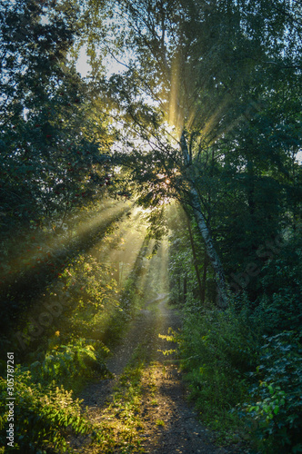 Rays of sun in the forest © Ewa