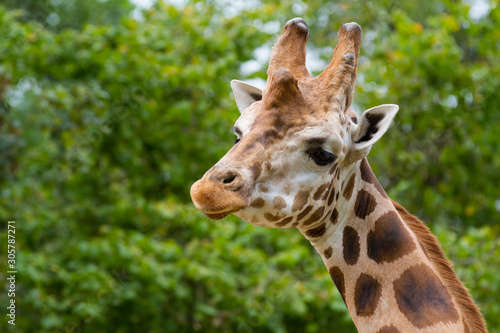 Giraffe © www.dressler.photo