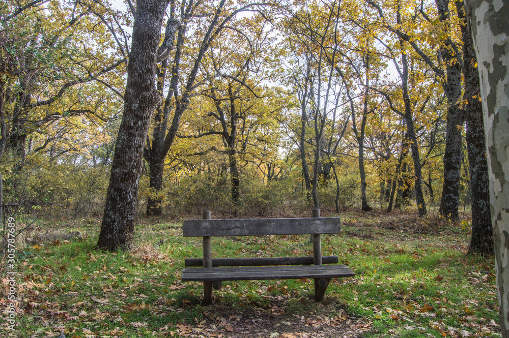 lonely wooden bench in a forest in autumn in a place in Spain