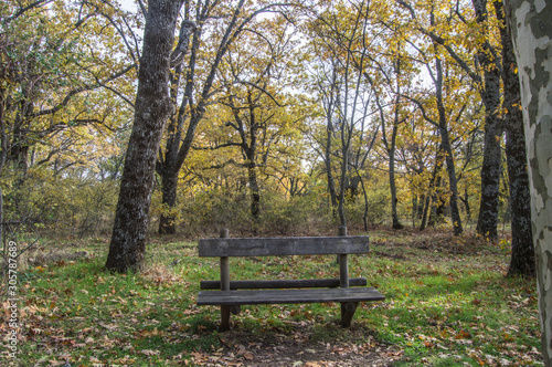 lonely wooden bench in a forest in autumn in a place in Spain