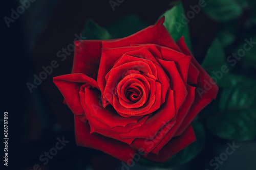 Red rose in the wild. Flower texture background