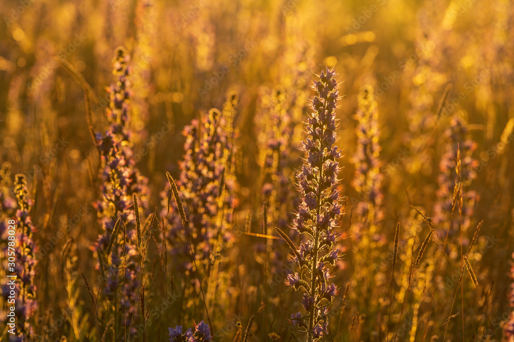 Vipers Bugloss or Blueweed (Echium vulgare) blossom field. Blue blooming flower, natural environment. Vipers Bugloss or Blueweed (Echium vulgare) blossom field. Blue blooming flower, natural environment.