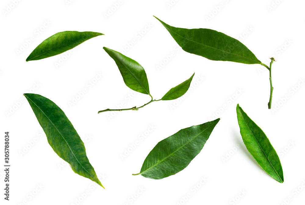 clipart mandarin leaf set isolated on a white background