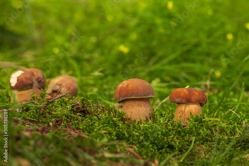 Edible Bolete Mushrooms in autumn forest. Boletus edulis.