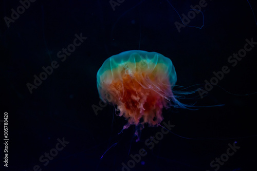 Beautiful jellyfish in the neon light in aquarium © dtatiana