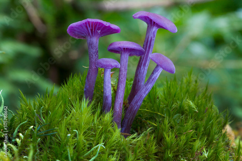 Photography Purple violet mushroom Amethyst deceiver (Laccaria amethystina)
