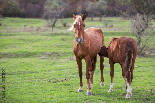 Mare and foal in a pasture. Horses in nature. © Amir