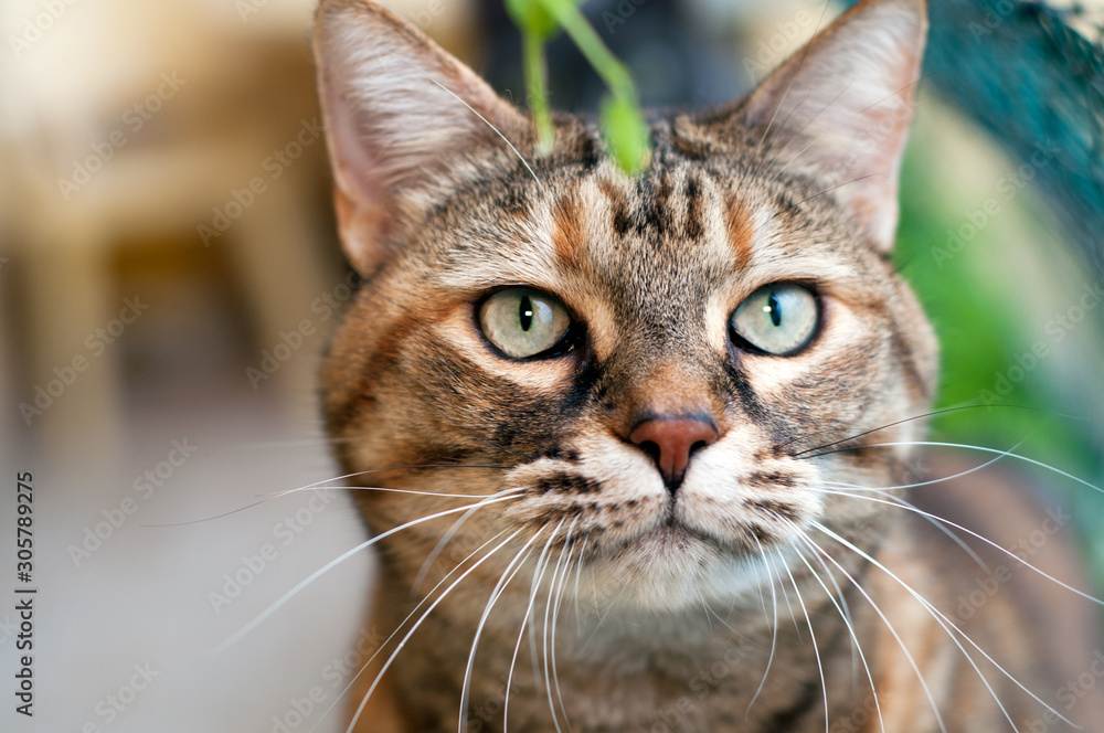 close up of a beautiful tabby  female cat with green eyes. looking at the camera