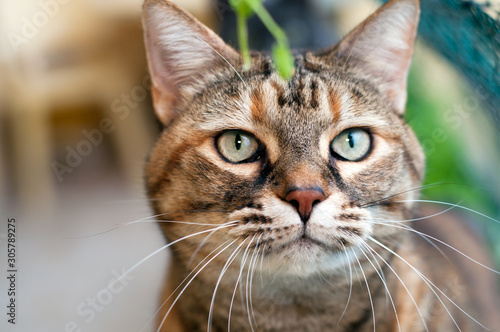 close up of a beautiful tabby  female cat with green eyes. looking at the camera © AnnaPhri