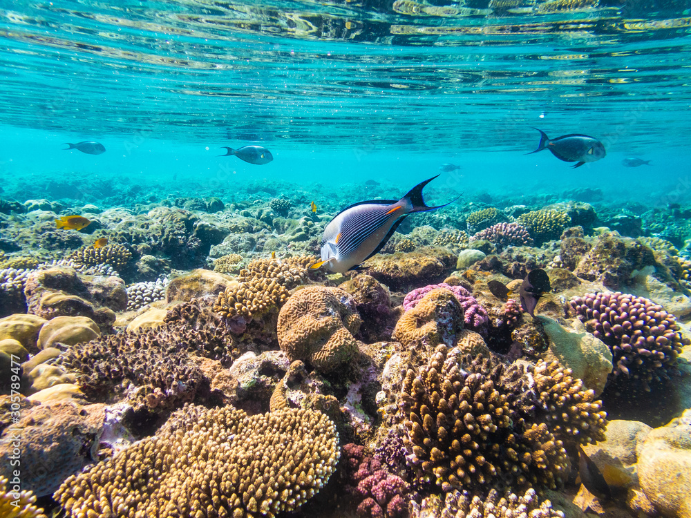 Clear underwater with tropical colour fish and coral reef