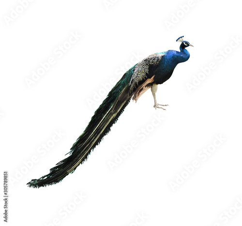 Side view of peafowl with color plumage. Bird isolated on white background photo