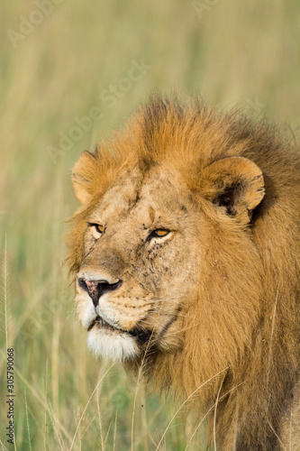 Close-up of a proud male lion king with impressive mane scannes the environment at Serengeti National Park  Tanzania  Africa.