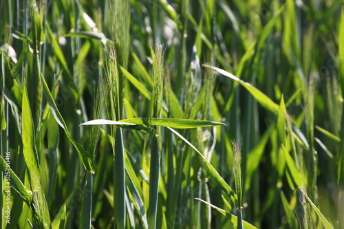 Young unripe barley stalks ( hordeum vulgare ) on a corn plantation in spring