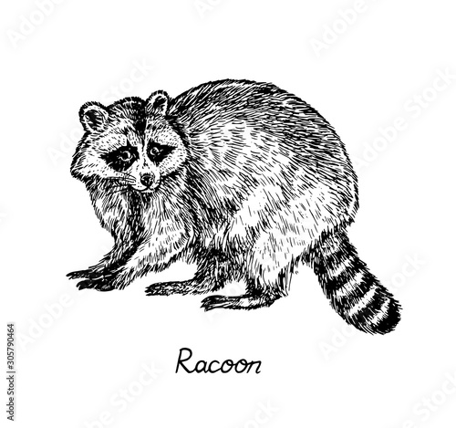 Racoon standing side view, with inscription, hand drawn doodle, sketch in pop art style, vector illustration