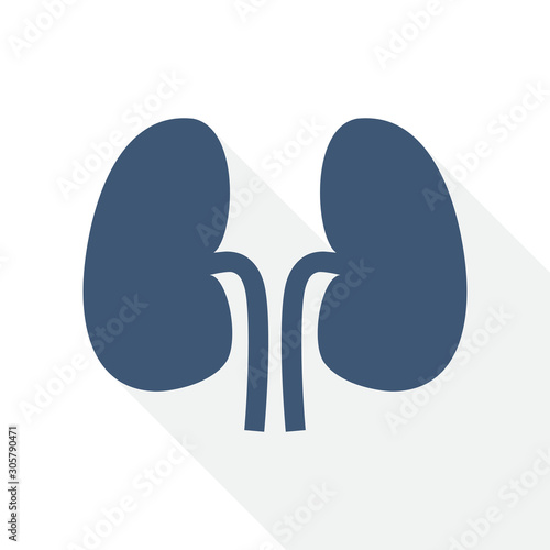Flat design kidneys icon, urology concept illustration