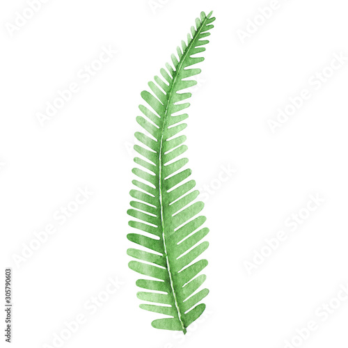 Watercolor tropical leaf of fern.