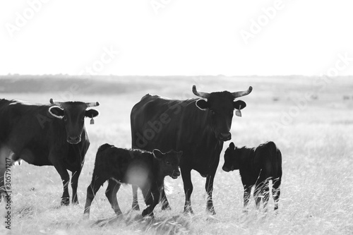 Fotografia Corriente cattle in prairie grass field, black and white of cows with calves on ranch