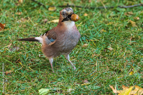 A jay in its beak holds an acorn. A colorful Eurasian jay stands on the green grass. Close-up. Autumn. Wild nature.