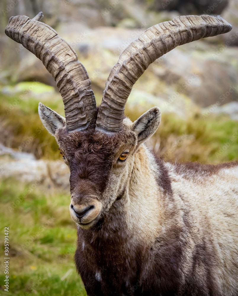 SPANISH IBEX IN THE MOUNTAIN OF GREDOS IN SPAIN
