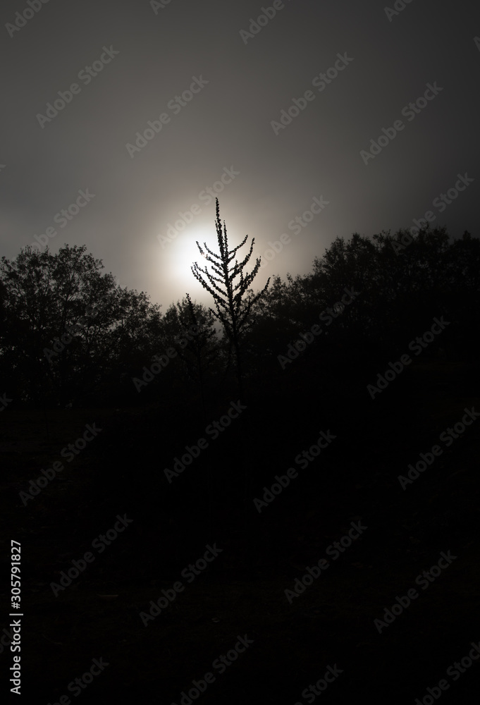 Fototapeta premium silhouette of a tree