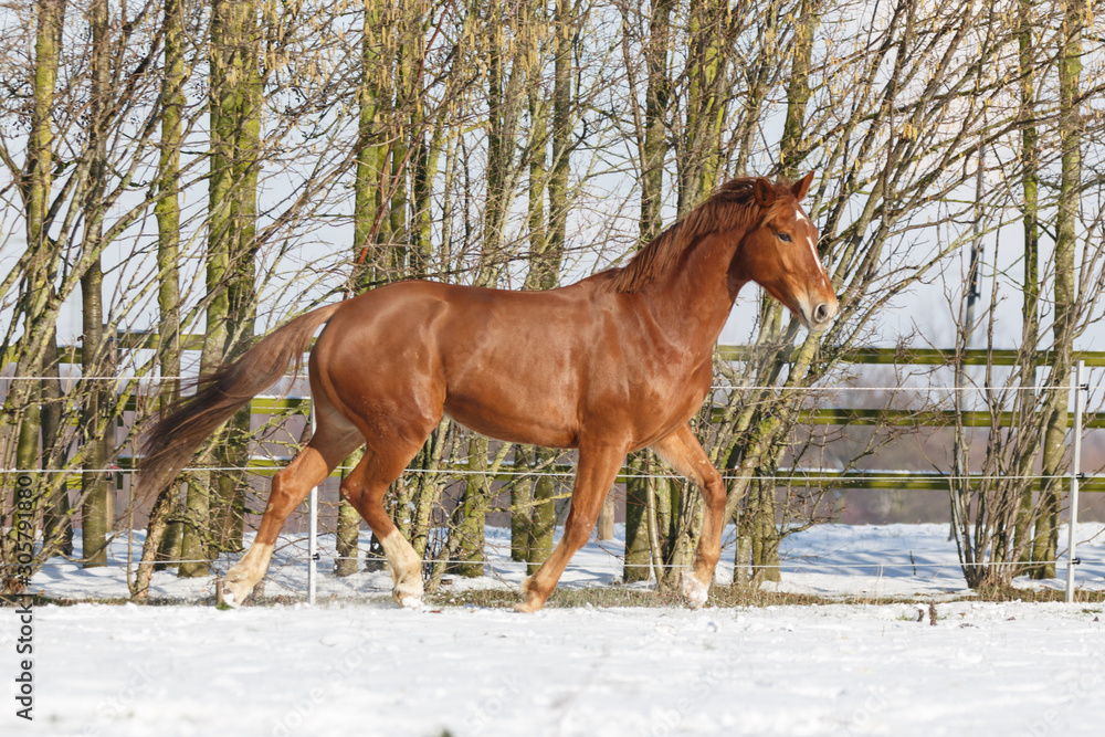 Pferd gloppiert auf verschneiter Koppel Pferd gloppiert auf verschneiter Koppel