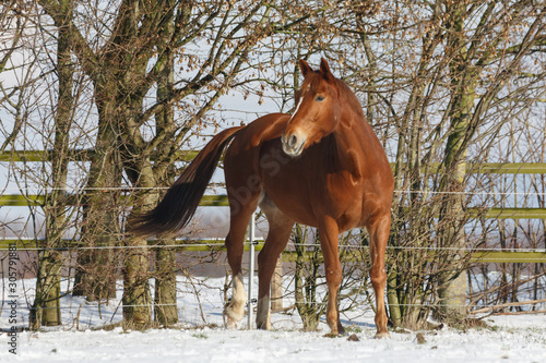 Pferd gloppiert auf verschneiter Koppel © Nadine Haase