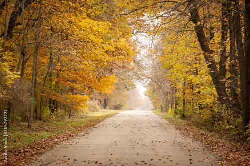 A country road through tall, yellow autumn trees.
