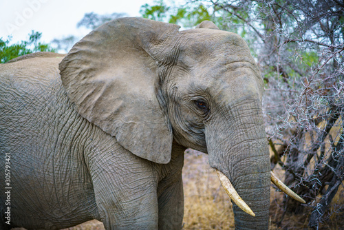 elephant in kruger national park, mpumalanga, south africa 42
