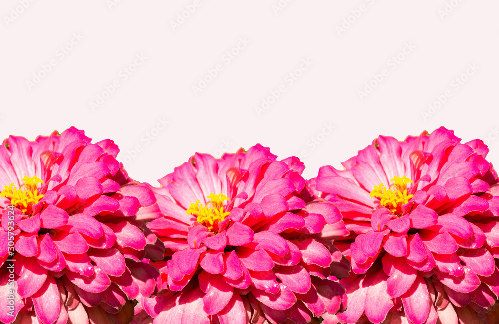 White background with flowers for a perfect wallpaper White background with flowers for a perfect wallpaper