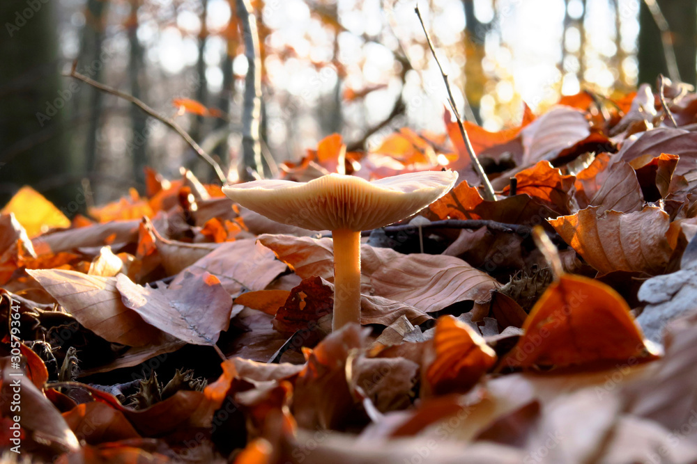 Pilz im Herbstwald Pilz im Herbstwald