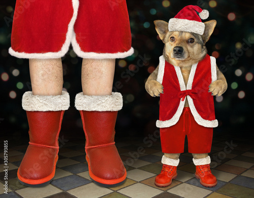 The beige dog in a red Christmas costume is standing near the Santa Claus at the nightclub. © iridi66