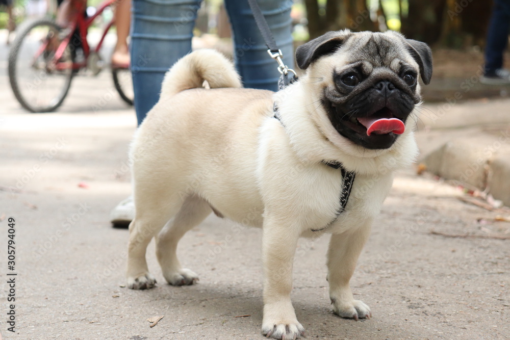 Pug in the park