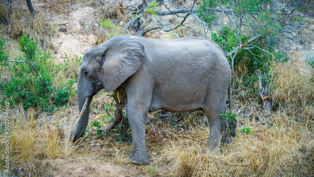 Fototapeta premium elephant in kruger national park, mpumalanga, south africa 10