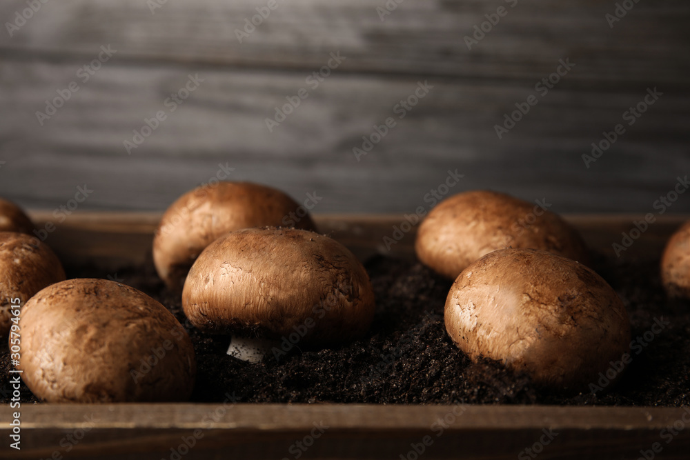 Brown champignons growing on soil in wooden crate, closeup. Mushrooms cultivation Brown champignons growing on soil in wooden crate, closeup. Mushrooms cultivation