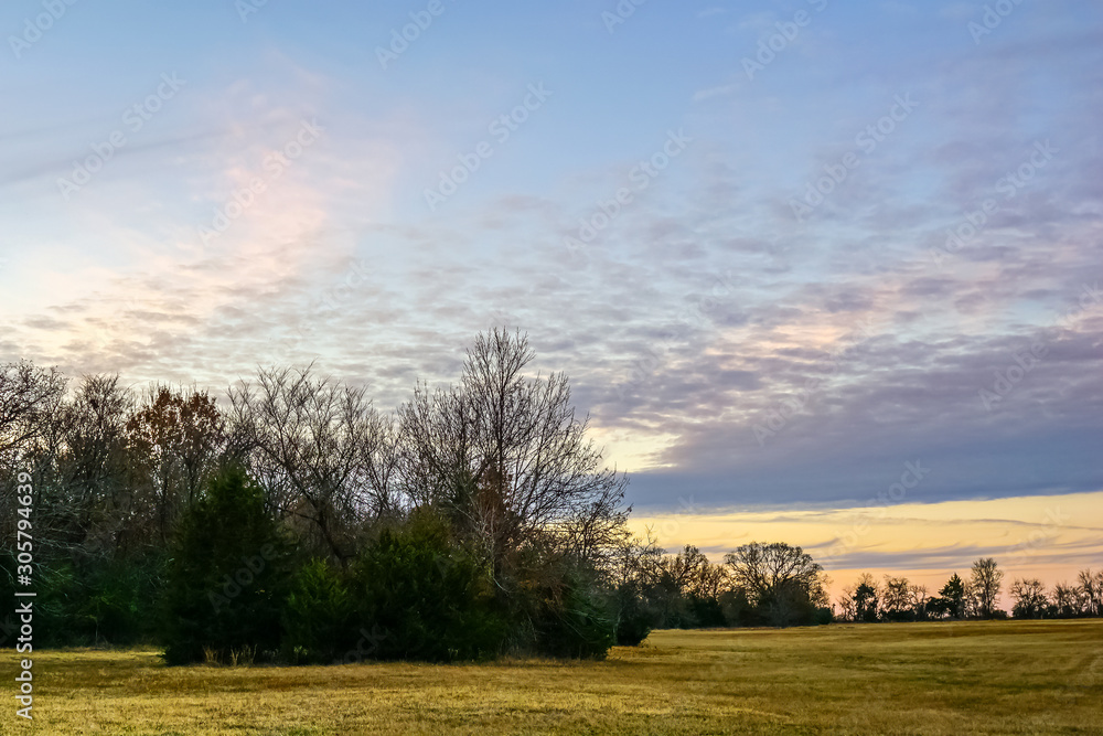 Fototapeta premium Clear skies over forest trees.