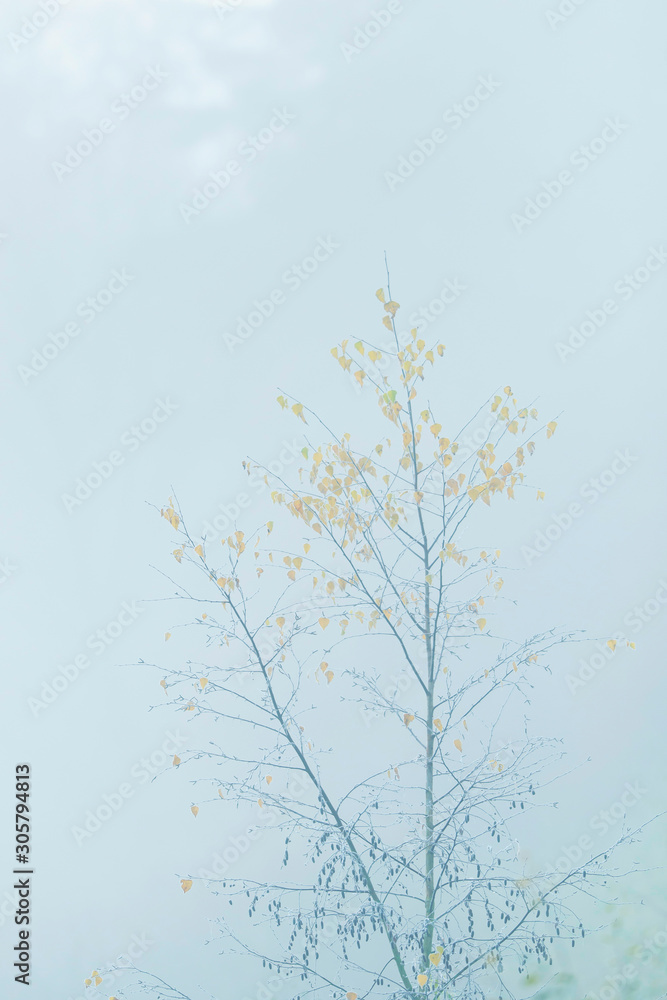 Tree with yellow leaves in mist during fall.