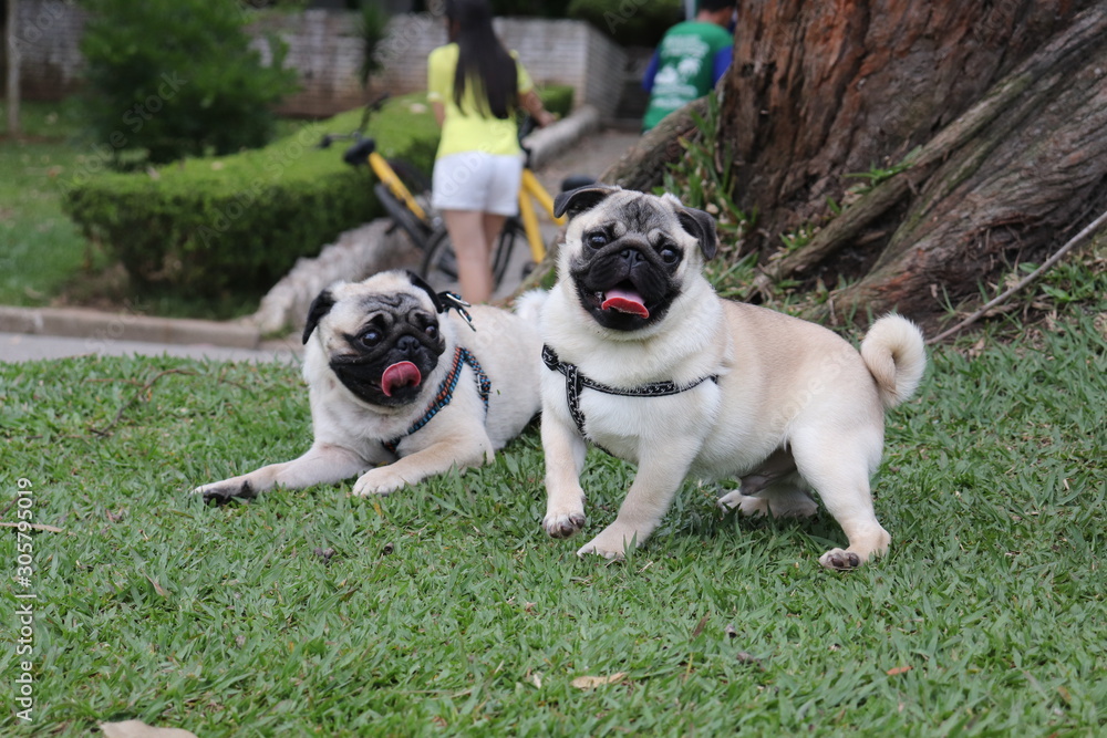 Obraz premium Pugs in the park