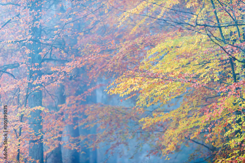 Misty forest with yellow and orange colored foliage in autumn.