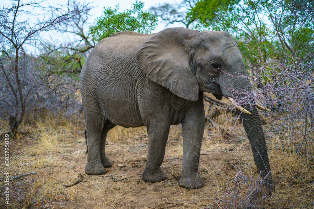 Fototapeta premium elephant in kruger national park, mpumalanga, south africa 36