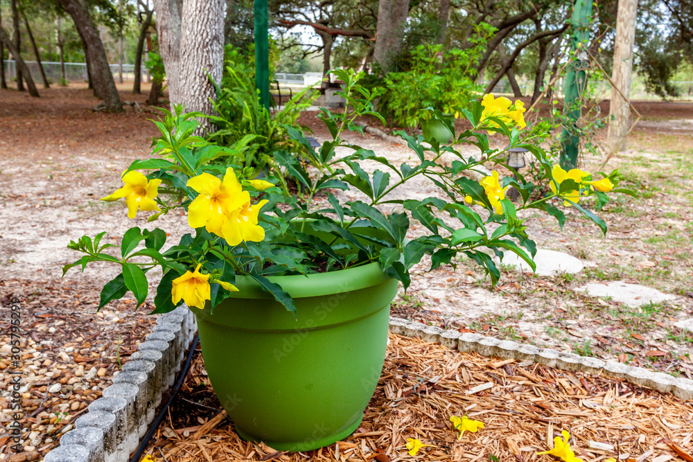 Yellow Flowers in a green pot 