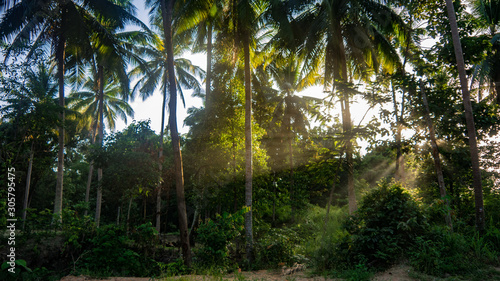 sunset in jungle