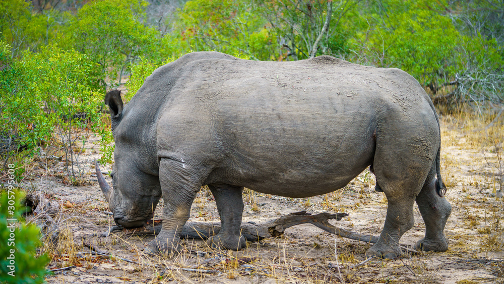 Fototapeta premium white rhino in kruger national park, mpumalanga, south africa 46