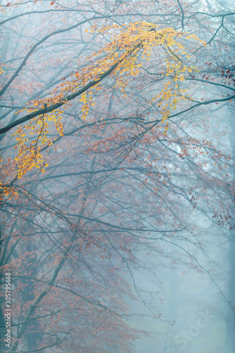 Trees with yellow colored leaves in misty autumn forest.