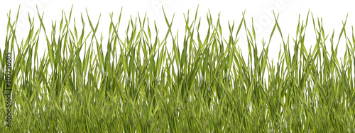 Bunch of green grass isolated on white background