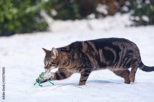 Katze spielt im Schnee © Nadine Haase