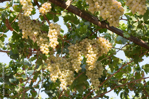 Autumn harvest of grapes close up